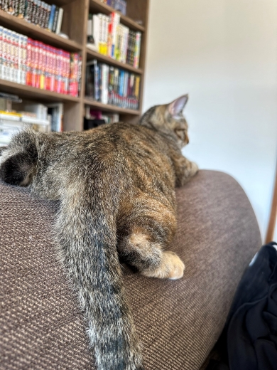 ソファの背もたれに寝そべる猫