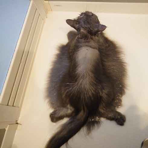 サイベリアン 猫 風呂 シャンプー 面積 実体積 3倍 ビフォーアフター