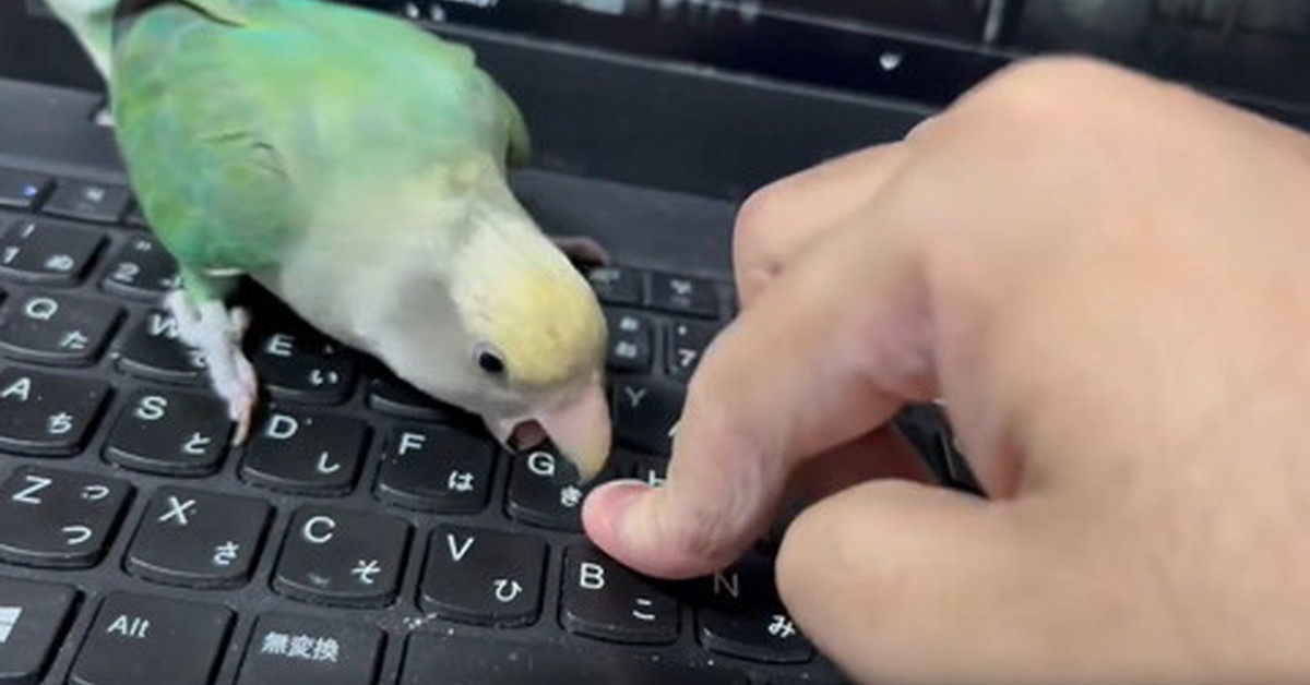 インコ、PCの大切な“部品”を狙い続ける姿が104万表示！ まさかの結末に「それでノートパソコン一台ダメにしましたｗ」「天敵」（1/2 ページ） -  ねとらぼ