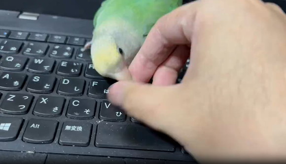 インコ、PCの大切な“部品”を狙い続ける姿が104万表示！ まさかの結末に「それでノートパソコン一台ダメにしましたｗ」「天敵」（1/2 ページ） -  ねとらぼ