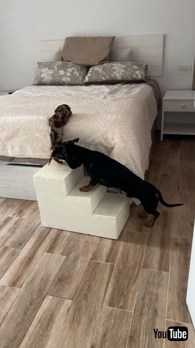 uTeamwork Helps Dachshund Puppy Up Steps || ViralHogv