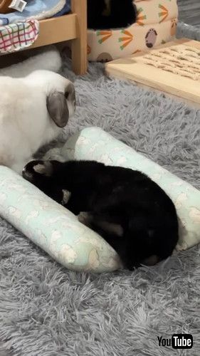 ベッドを取り合うウサギたち