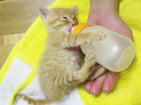 哺乳瓶抱えてる子猫