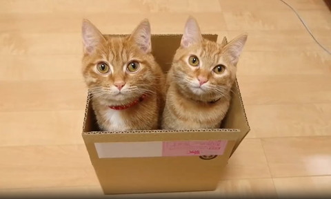 箱に入る猫たち