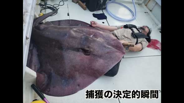 深海 巨大魚 毒針 生物 ウスエイ 尾 トゲ 毒棘 腕を刺されたら