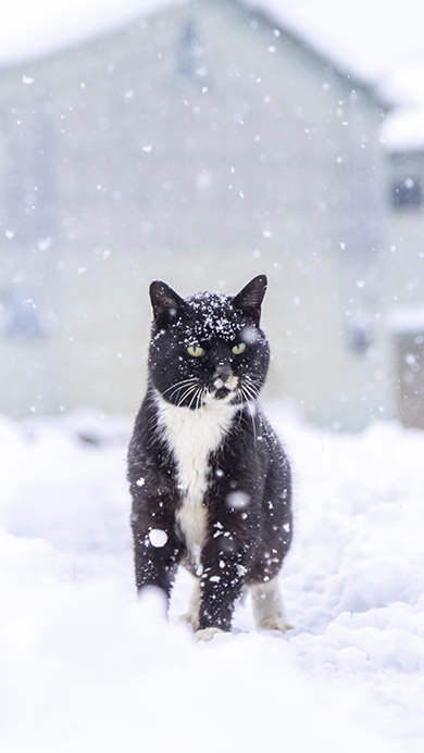 雪と白黒猫ちゃん