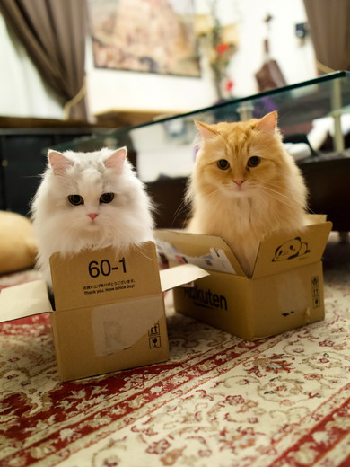 箱に入る長毛種の猫ちゃん2匹