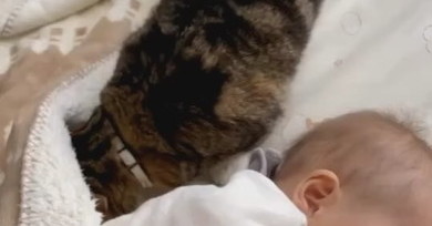 赤ちゃんと一緒にお昼寝したい猫ちゃん、そっとお布団に入ろうとするが…… 赤ちゃんを気遣うお兄ちゃんらしい行動が115万再生（要約） - ねとらぼ