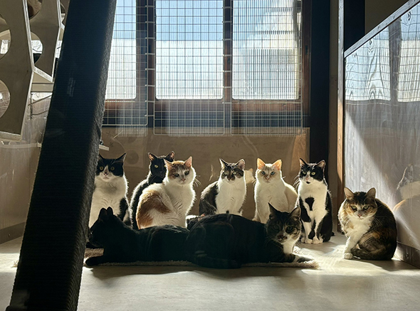 窓の下に集まる猫ちゃんたち