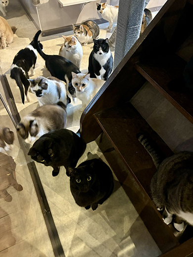 階段の下で見上げる猫ちゃんたち