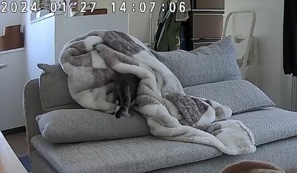 飼い主外出で毛布へinする猫ちゃん