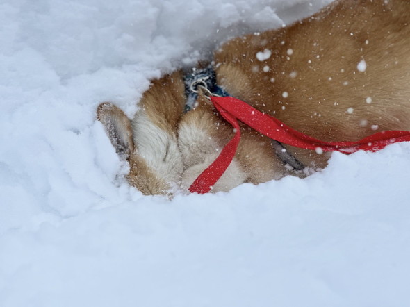 雪に埋まった犬