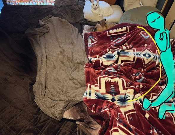 ベッドで寝る土佐犬のワンコと猫ちゃん