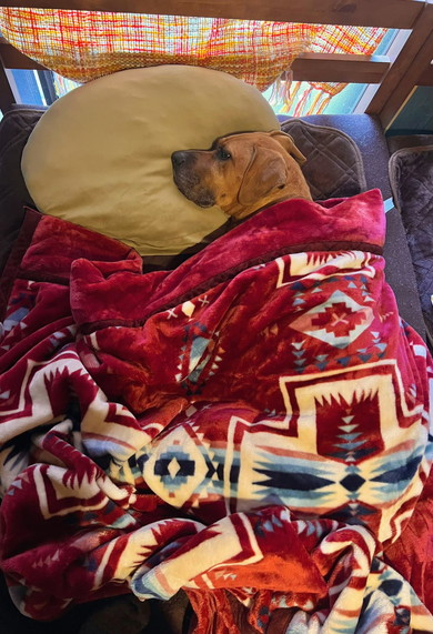 ベッドで横になる土佐犬のワンコ