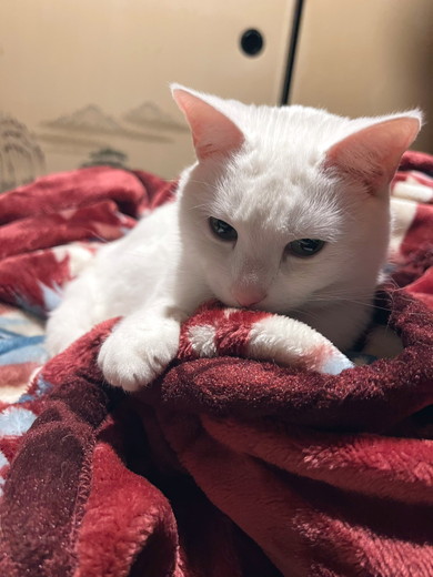 毛布の上で休む猫ちゃん
