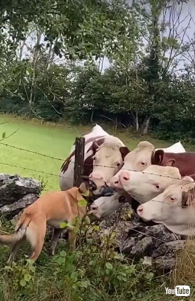 牛にキスするワンコ