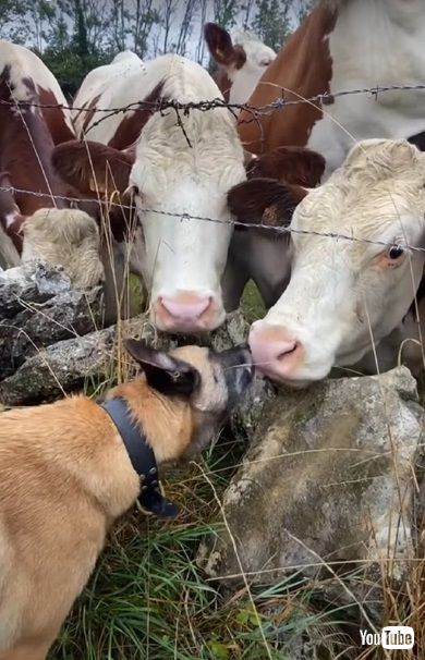 牛にキスするワンコ