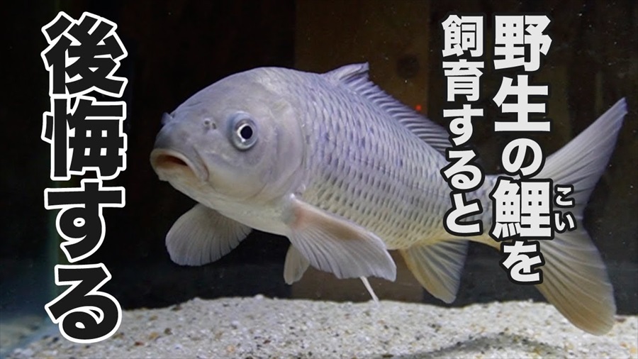 野生の鯉を稚魚から育て4年後、判明した事実に飼い主「僕は今まで何を…」 激変した姿に「爆笑してしまいました」（1/2 ページ） - ねとらぼ