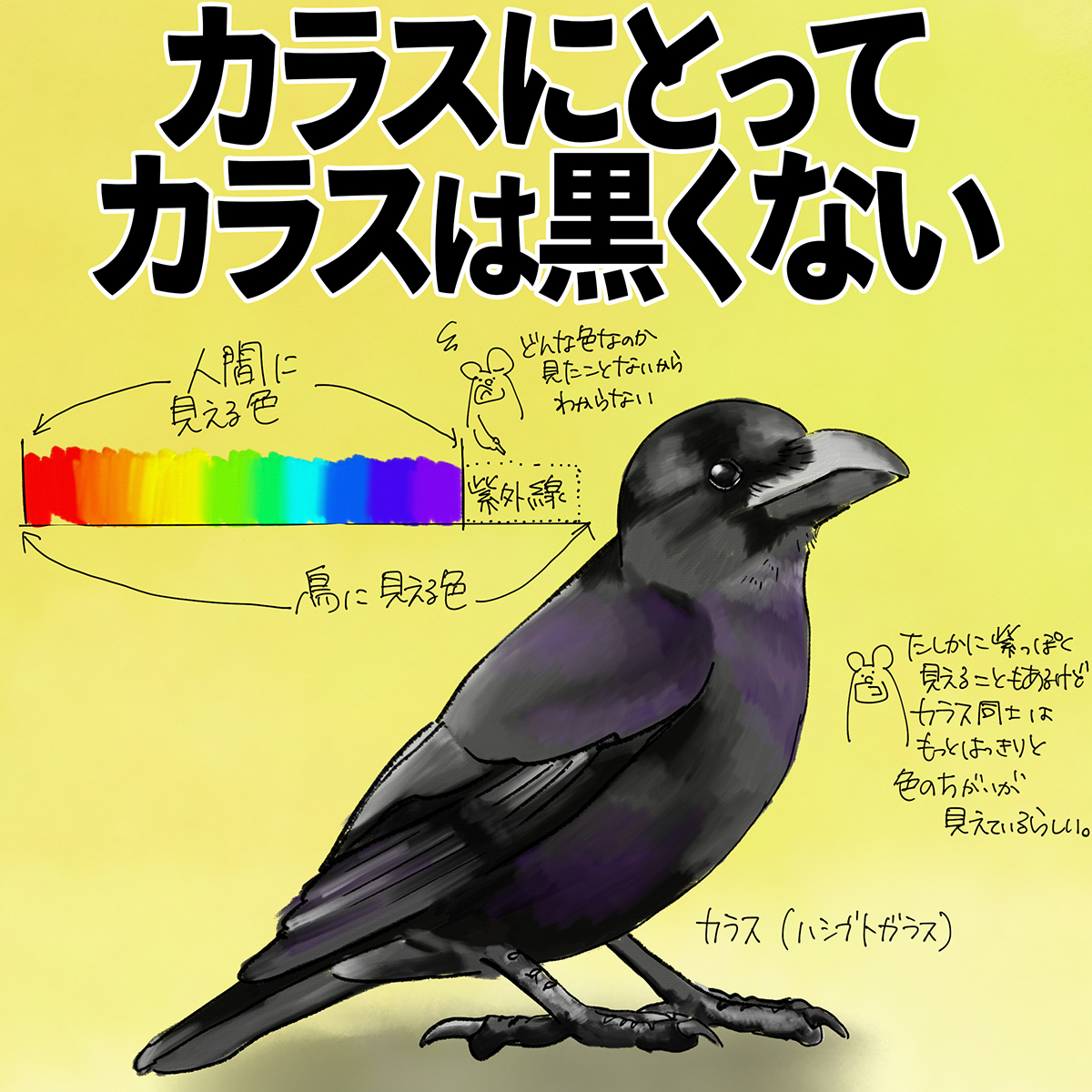 カラスから見たカラスは黒じゃない!? 豆知識が130万件表示→人間には