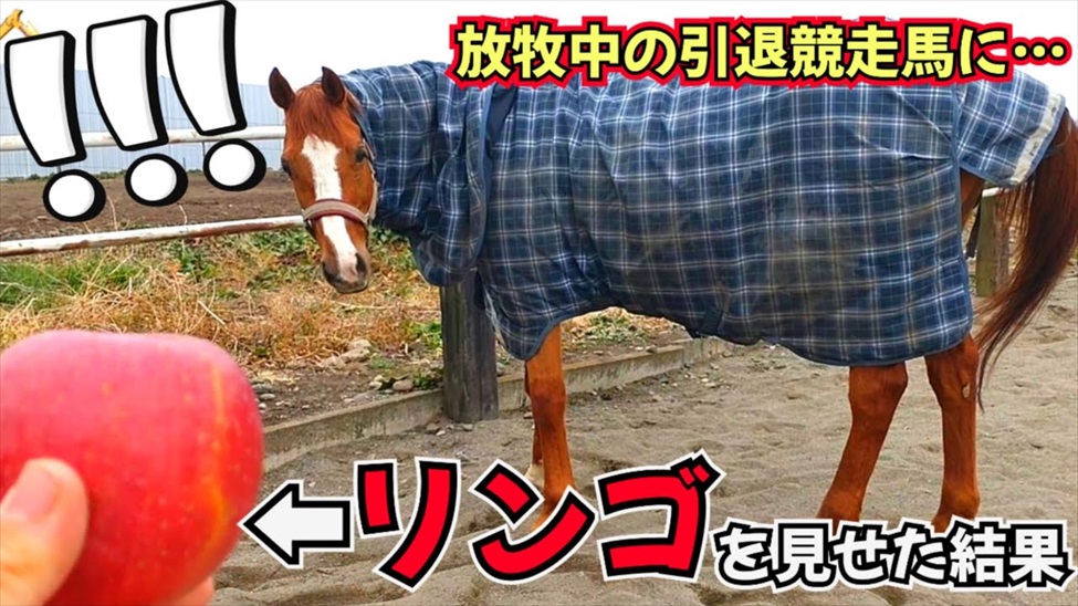 陽キャな馬にリンゴを持って近づくと……？ 撮れ高100点満点のリアクションに「顔最高」「愛嬌の塊でかわええ」（1/2 ページ） - ねとらぼ