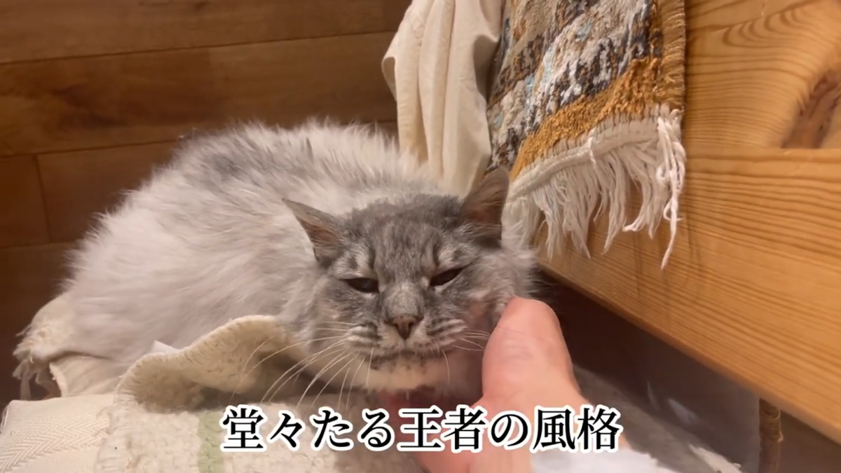 「この子より大きい猫がいたら教えて」 飼い主が公開した“日本一大きい老猫”の姿に「11キロは、すごい」「王者の風格」（1/2 ページ） - ねとらぼ