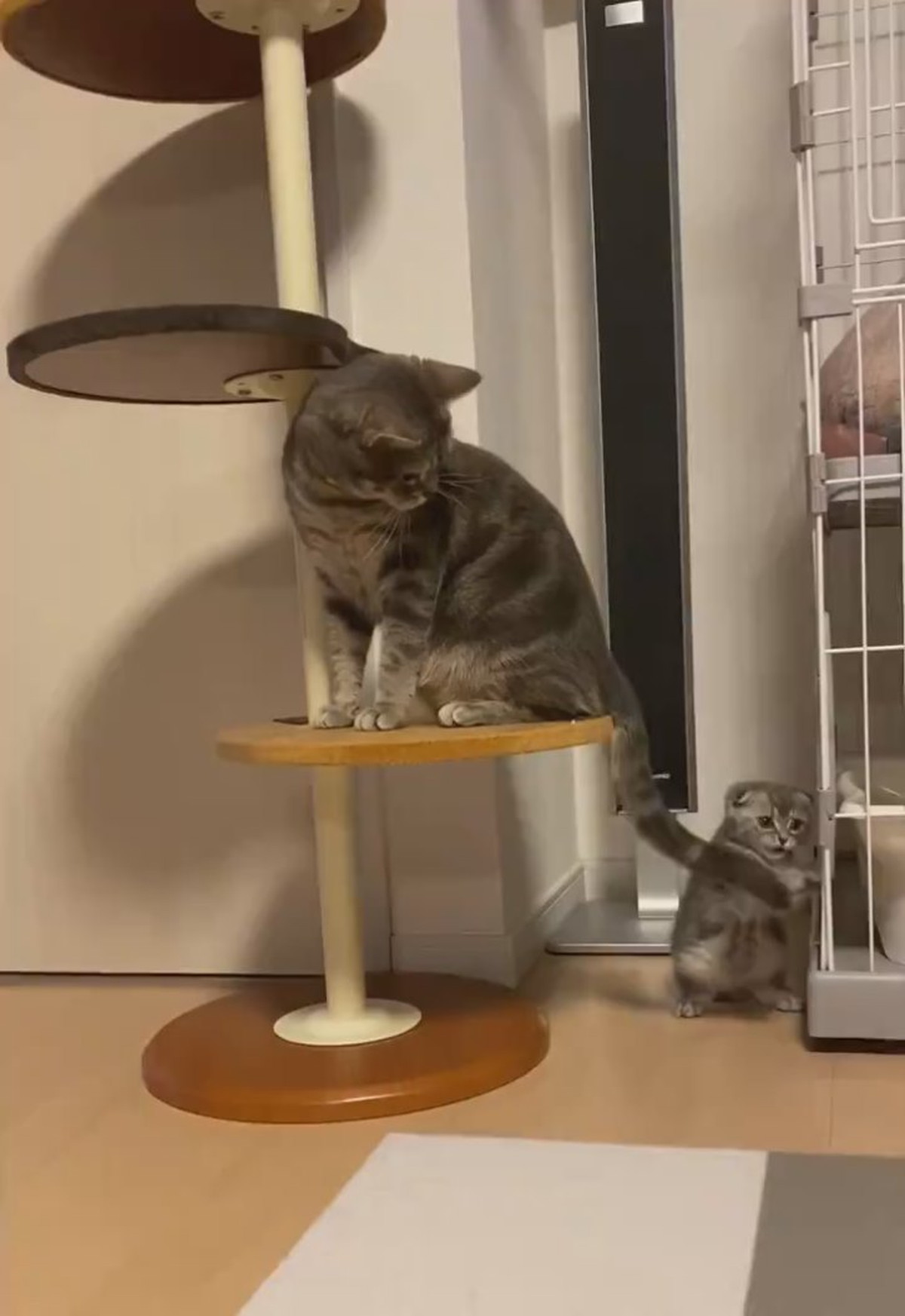 ギターにじゃれるねこチャンチャーム　サバトラ ギターにじゃれるねこチャンチャーム サバトラ