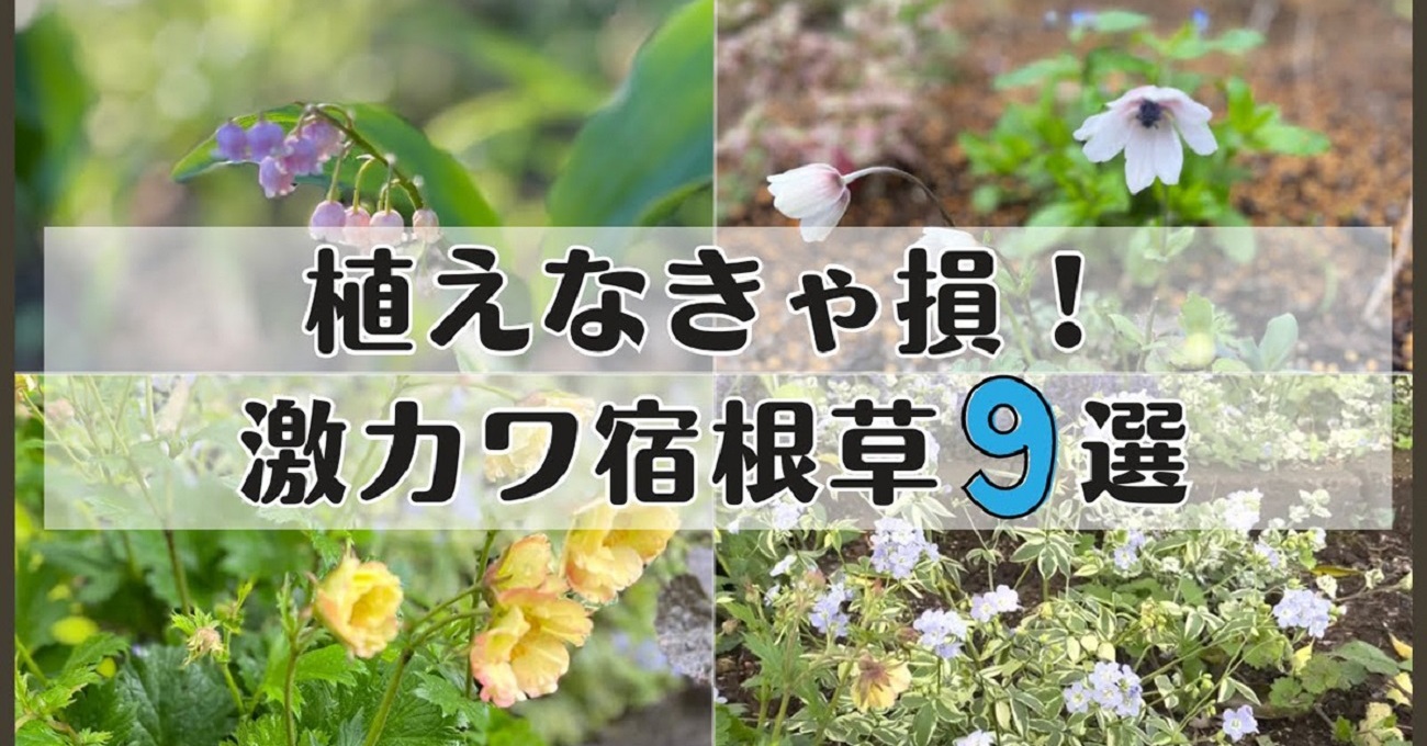 参考品 自宅庭に咲いた花達！ - 本