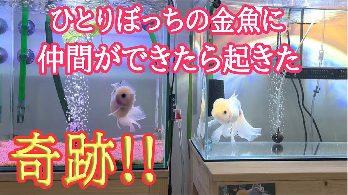 確認用 金魚ちゃん大家族｜家具・インテリア