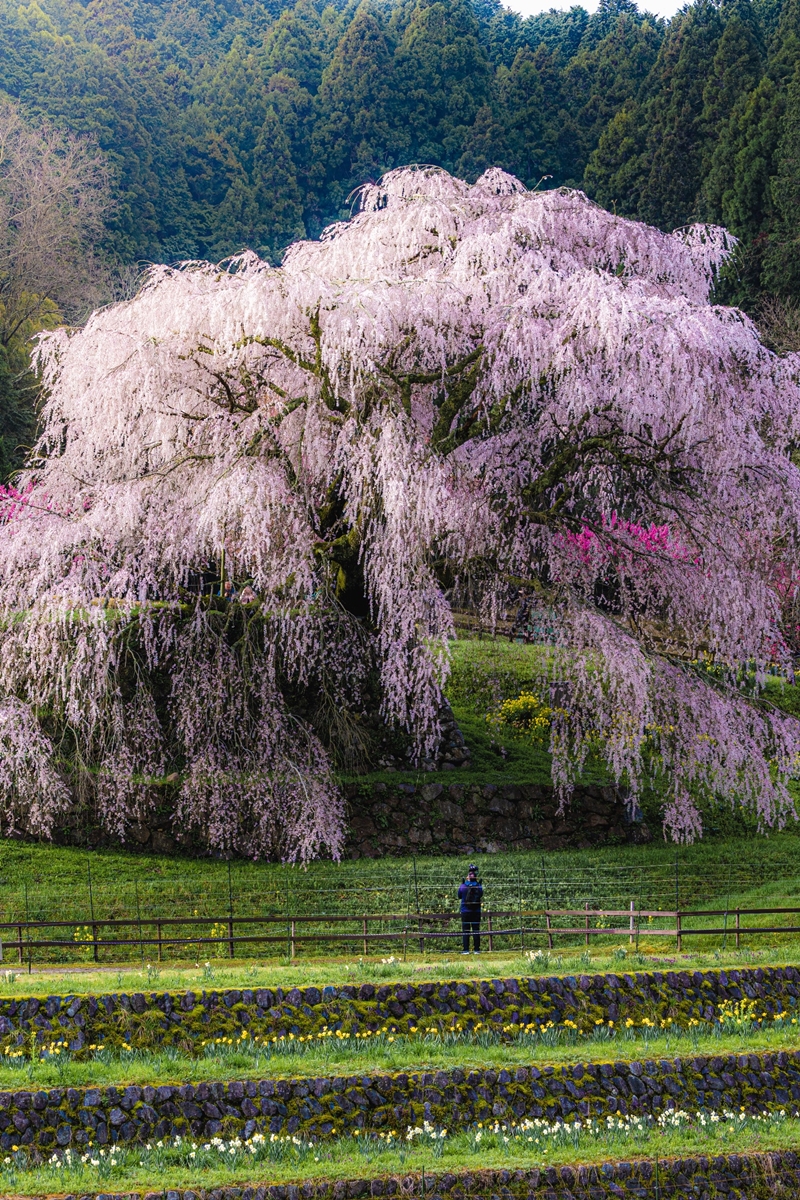 樹齢300年の枝垂れ桜が満開 荘厳な光景に「大迫力ですね…!!」「息をのむような美しさ」と6万いいね（1/3 ページ） - ねとらぼ - ねとらぼ