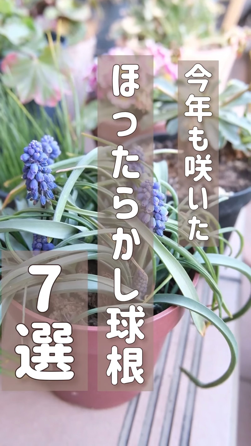 植えっぱなしOK】ズボラ管理でもたくさん咲く“ほったらかし球根7選” 人気ガーデナーが激推「管理がラクな植物は本当ありがたい」（1/2 ページ） -  ねとらぼ