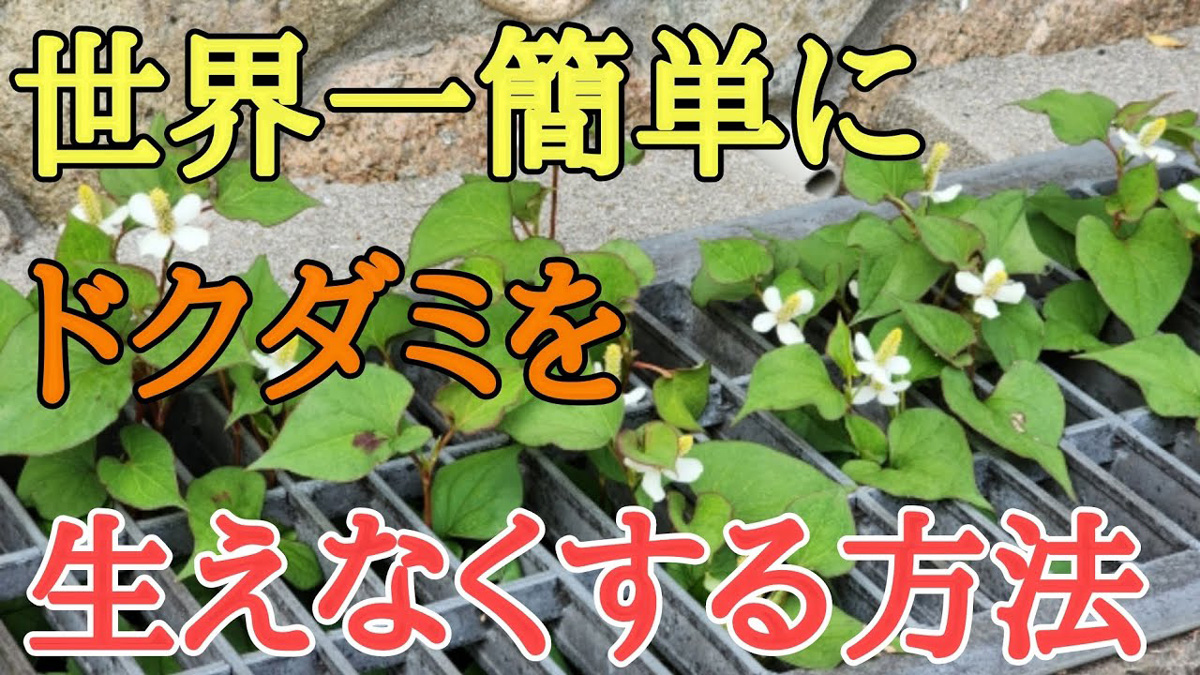 しぶとい雑草“ドクダミ”を生やさない超簡単な方法が115万再生！ 除草剤を使わない画期的な対策に「スゴイ発見」（要約） - ねとらぼ