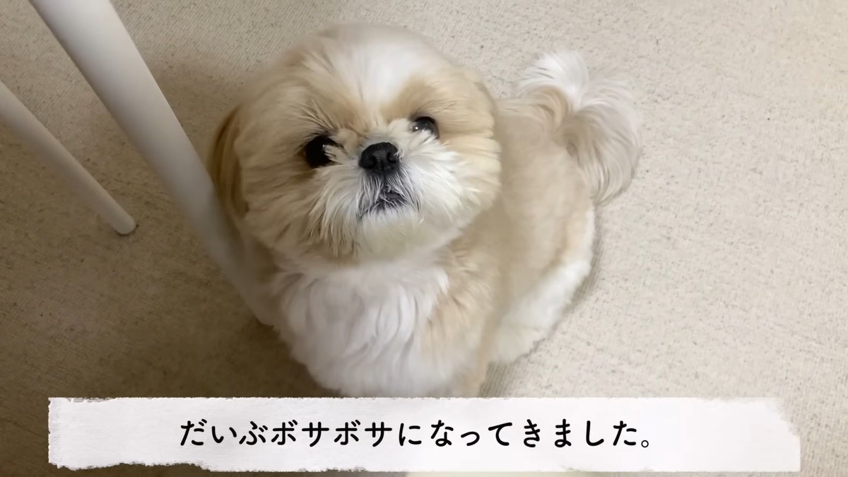 シーズーLOVE 1/1購入予定 シーズー ホワイトゴールド 男の子 子犬販売