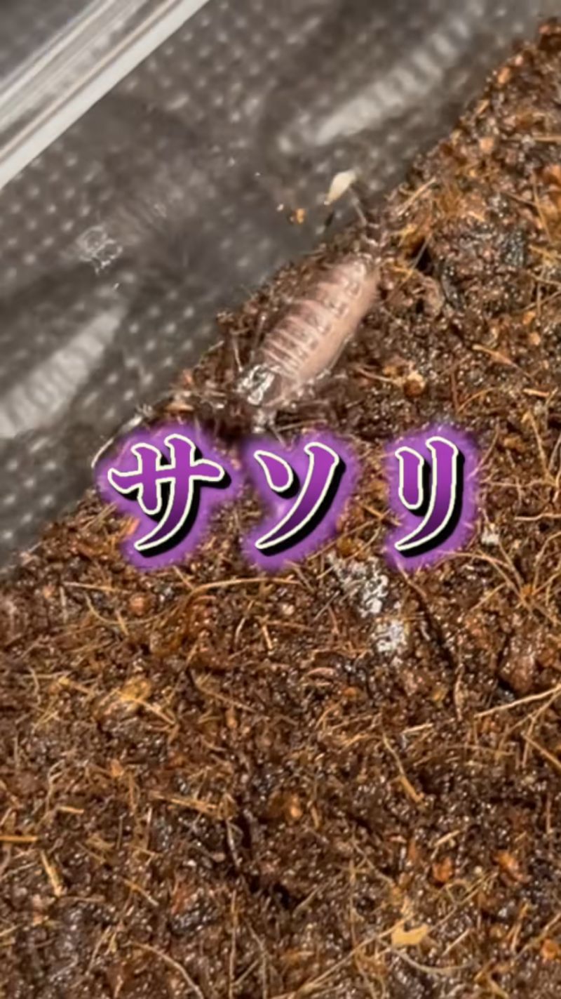 初めてサソリを飼育した飼い主だったが……「やらかしました」 驚きの展開に「キレイすぎてビビった（笑）」「めっちゃ器用なサソリや」 (l