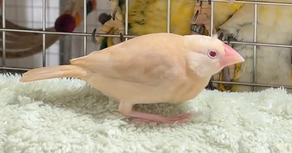 平和の象徴 笑 オファー とかいうふざけた鳥をスリッパで殴打成功