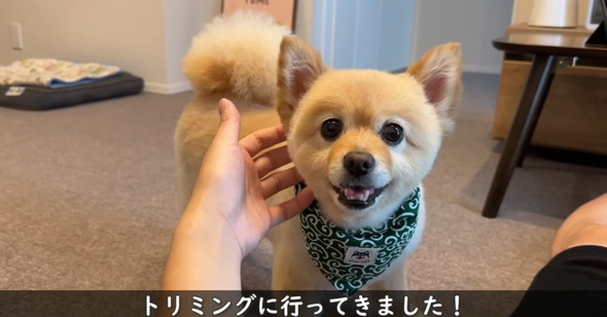 ポメラニアンを「柴犬のように」カットしてもらったら……？ 衝撃ビフォアフに「別犬みたい！」「癒やされるありがとうございます」（1/2 ページ） -  ねとらぼ