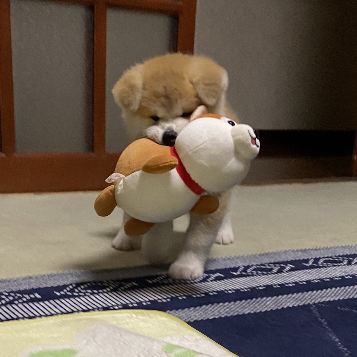 ぬいぐるみを一生懸命運んでいた秋田犬の子犬、あっという間に成長して…… 思わずグッと来るビフォーアフターに「ビックリ」「可愛すぎる」（1/3 ページ）  - ねとらぼ