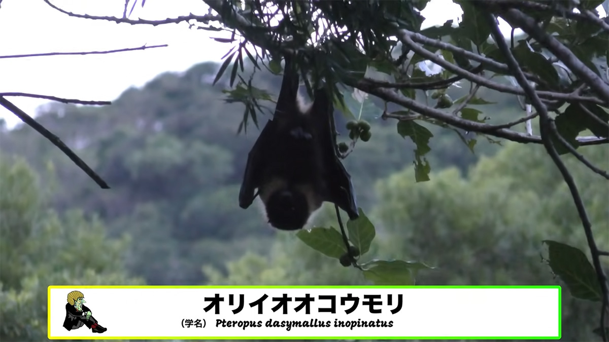 早速オリイオオコウモリを発見しました