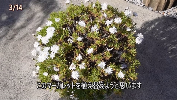 参考にしたいマーガレットの育て方