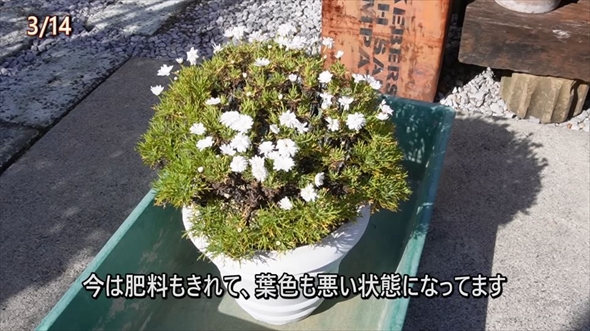 参考にしたいマーガレットの育て方