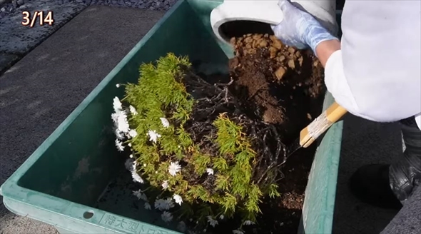 参考にしたいマーガレットの育て方