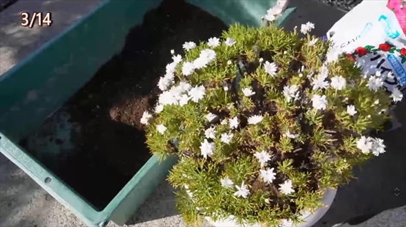 参考にしたいマーガレットの育て方