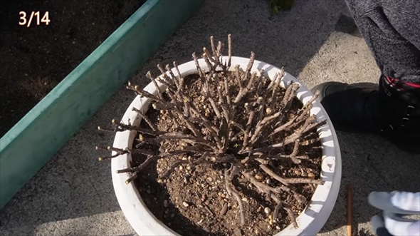 参考にしたいマーガレットの育て方