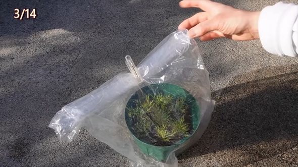 参考にしたいマーガレットの育て方