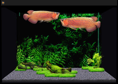 3d熱帯魚育成ソフト Aquazone Axシリーズ に 古代魚 アロワナ追加 Itmedia Pc User