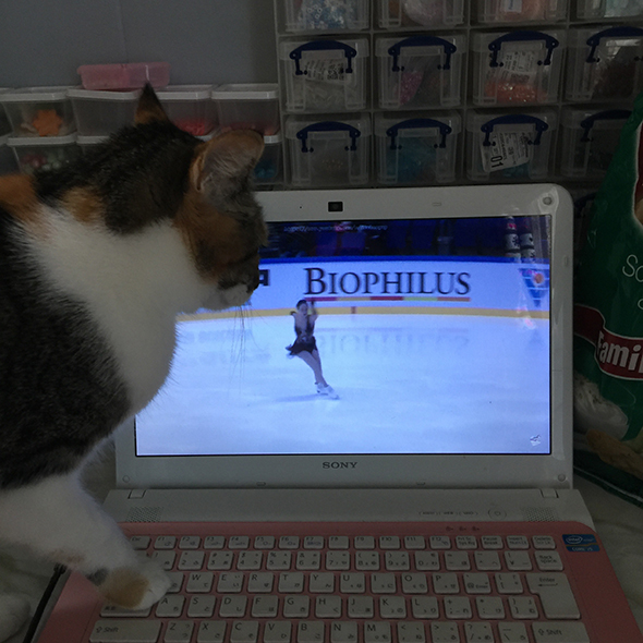 すごい回ってる 時が止まったようにフィギュアスケートにくぎ付けな猫 Itmedia Pc User