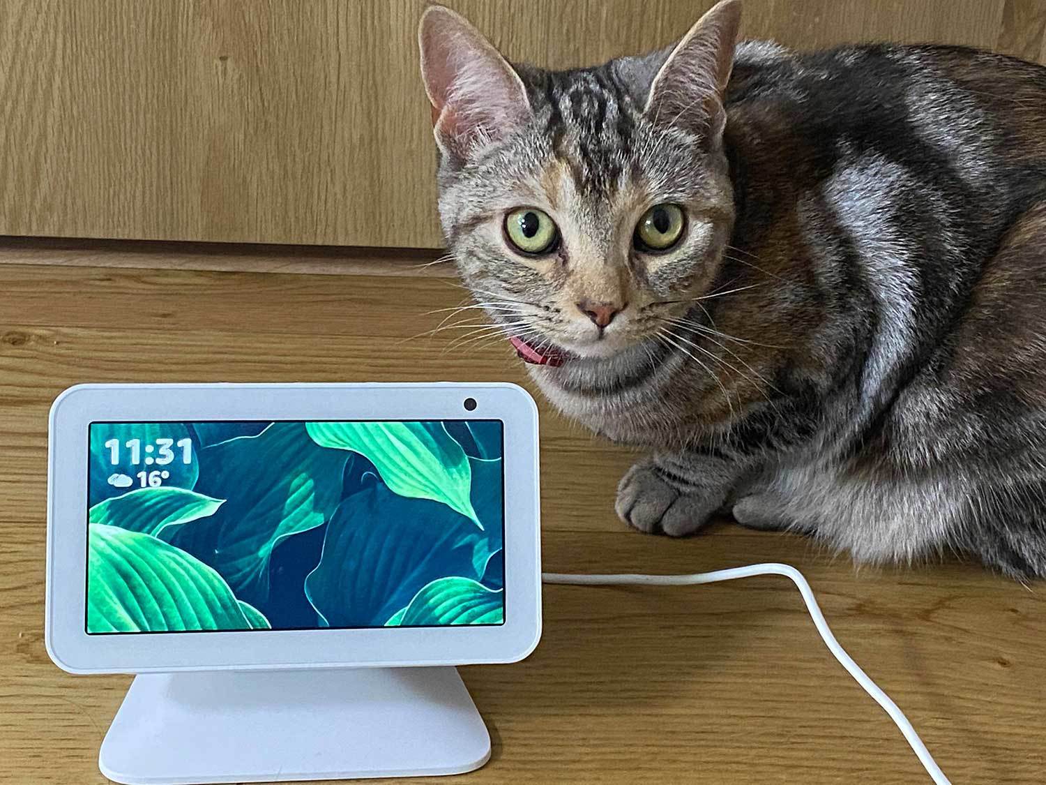 猫のおかげでどうにも在宅ワークがはかどらない ならば Echo Show 5 の出番だ テレワーク時代のスマート家電 1 3 ページ Itmedia Pc User