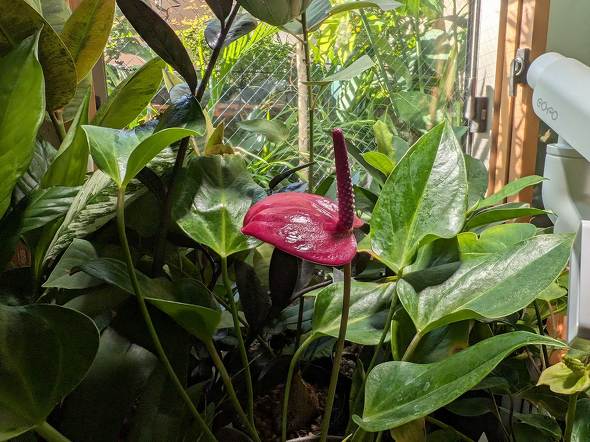 Google Pixel 9 Pro Fold ܂肽 X}z 3 X 8^ ^ubg