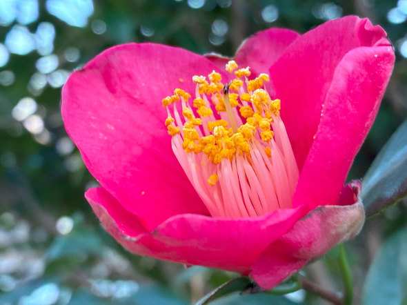 Apple Intelligence iPhone 16e z[{^ Lightning USB Type-C S