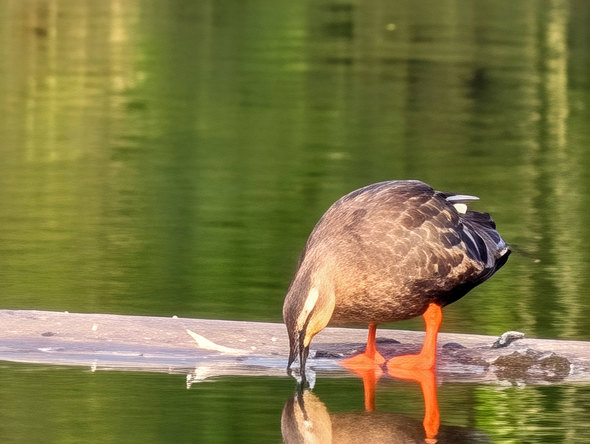 Google 10 Pro XL X}[gtH V^ Tensor G5 ZLeB  J