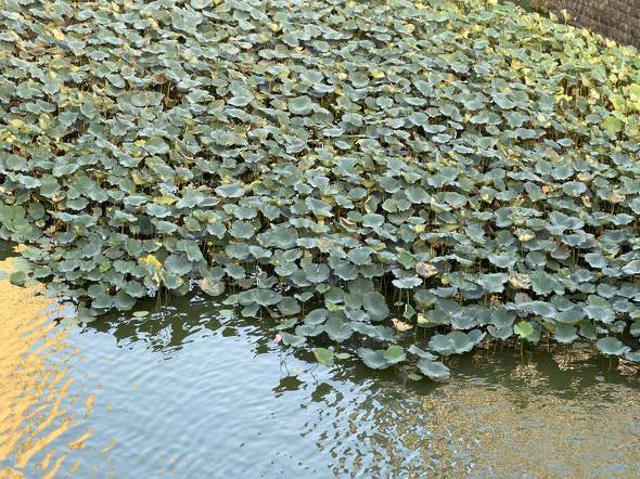 Apple Apple iPhone 17 Pro Air X}z  v iOS 26 J[ A19